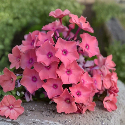 Garden Phlox ‘Coral Crème Drop’ – Live Starter Plant | 6–12 Inches Tall | 2.5 x 3.5" Pot | Fragrant Pink Flowers | Hardy Perennial