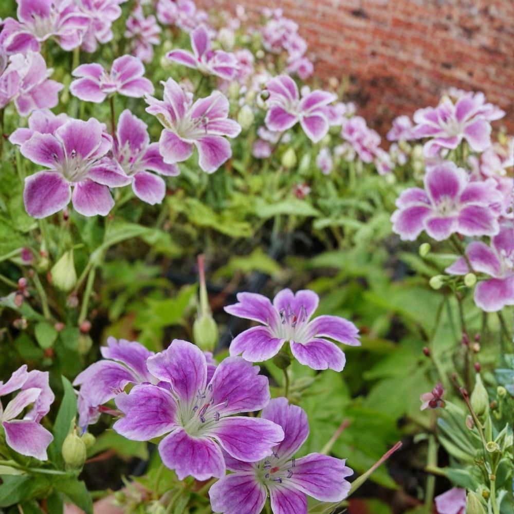 Whiteleaf Geranium Seeds – Pelargonium Flower Seeds | 25+ Seeds Included | Vibrant Garden Blooms | Patio & Container Friendly | Easy to Grow