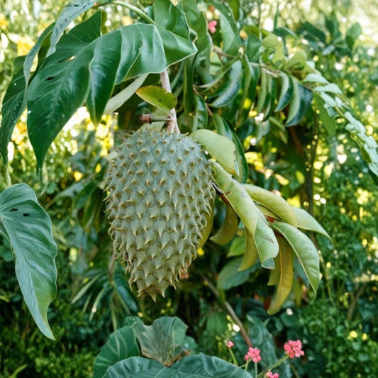 Soursop Tree Live Plant – Annona muricata | 3 Gallon Pot | Approx. 3 Feet Tall | Tropical Fruit Tree | Graviola | Healthy Live Plant