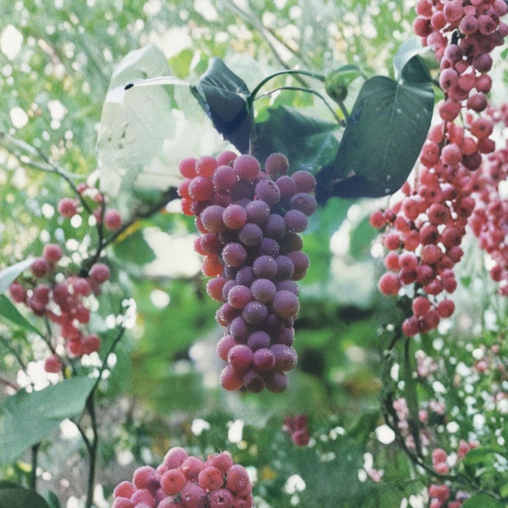 Red Flame Seedless Grape Vine – Live Fruit Plant | 1 Gallon Size | Sweet Seedless Red Grapes | Vineyard Vine | Easy to Grow Home Garden Plant
