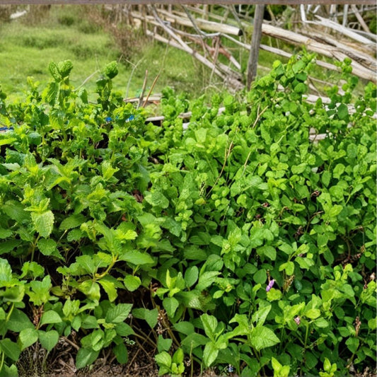Live Peppermint Plants – 5 Bare Root Organic Mojito Mint | Rau Húng Lủi | Culinary & Tea Herb | Easy to Grow