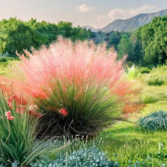 2 Ruby Muhly Grass Live Plants – Muhlenbergia capillaris | 5–9 Inch Ornamental Grass Clumps | Pink Grass | Zones 5–10