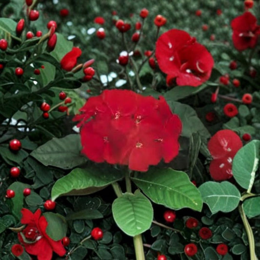 Geranium Ringo 2000 Cardinal Red – Pelargonium Seeds | 100 Seeds | Deep Cardinal Red Blooms | Compact Pot-Friendly Variety | Easy to Grow