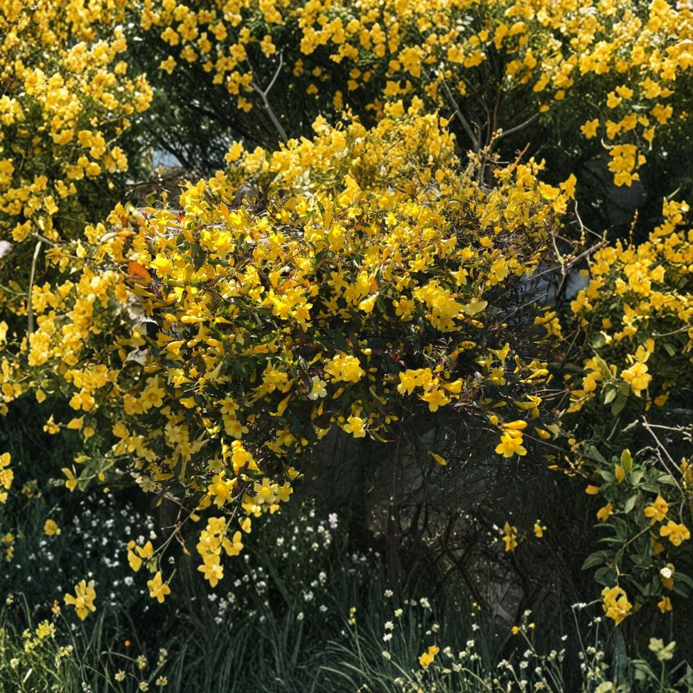 Carolina Jasmine Plant Set of 6 – Gelsemium sempervirens Live Rooted Vines | 8–10 Inch Starter Plants | Yellow Flower Climbing Vine | Easy Grow