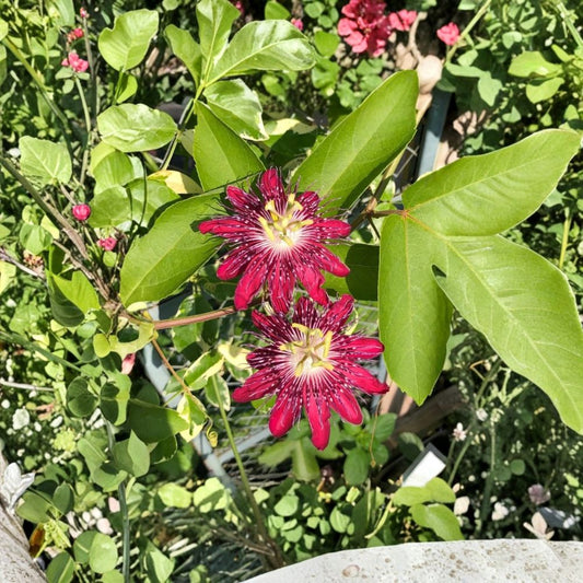 Lady Margaret Passionflower – Passiflora ‘Lady Margaret’ Live Plant | 6–8 Inches Tall | Flowering Vine | No Pot | Pollinator Friendly | Fast Growing
