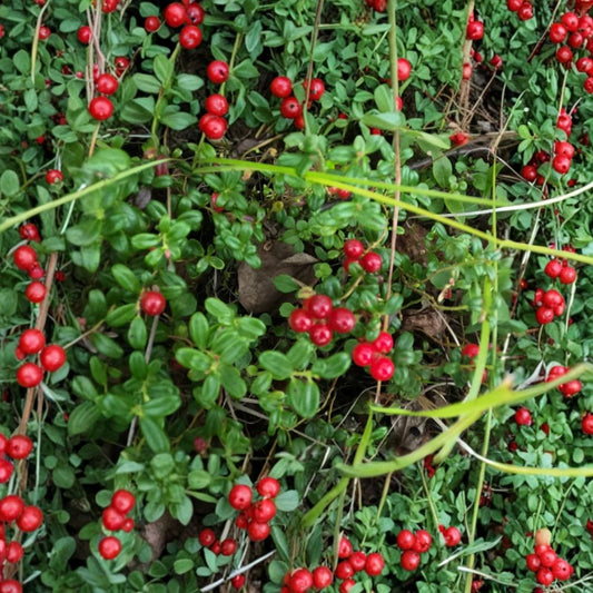 Lingonberry – 5 Live Bare Root Rhizomes | Vaccinium vitis-idaea | Cold Hardy Edible Berry Plant | Ready to Plant