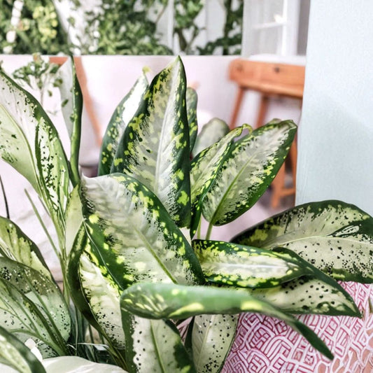 Dieffenbachia Panther Live Plant | Dumb Cane | 4 Inch Pot | Variegated Tropical Houseplant | Indoor Foliage Plant | Easy Care