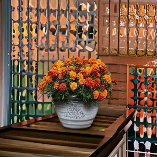 Marigold Fireball – Tagetes Flower Seeds | 500 Seeds | Fiery Color Blooms | Compact Garden Variety | Pot & Border Friendly | Easy to Grow
