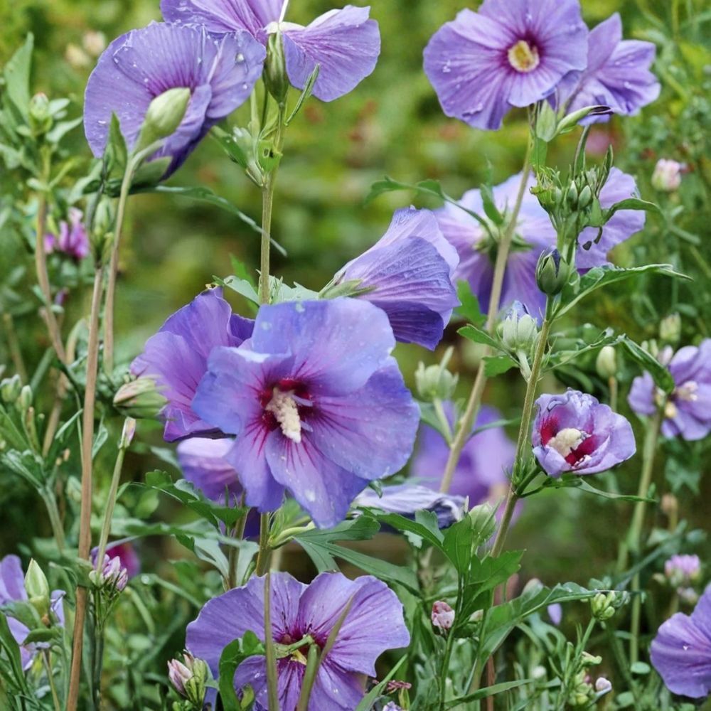 Purple Rose of Sharon – Hibiscus syriacus Live Starter Plants | Set of 5 | 12–24 Inches Tall | Bare Root | Hardy Flowering Shrub