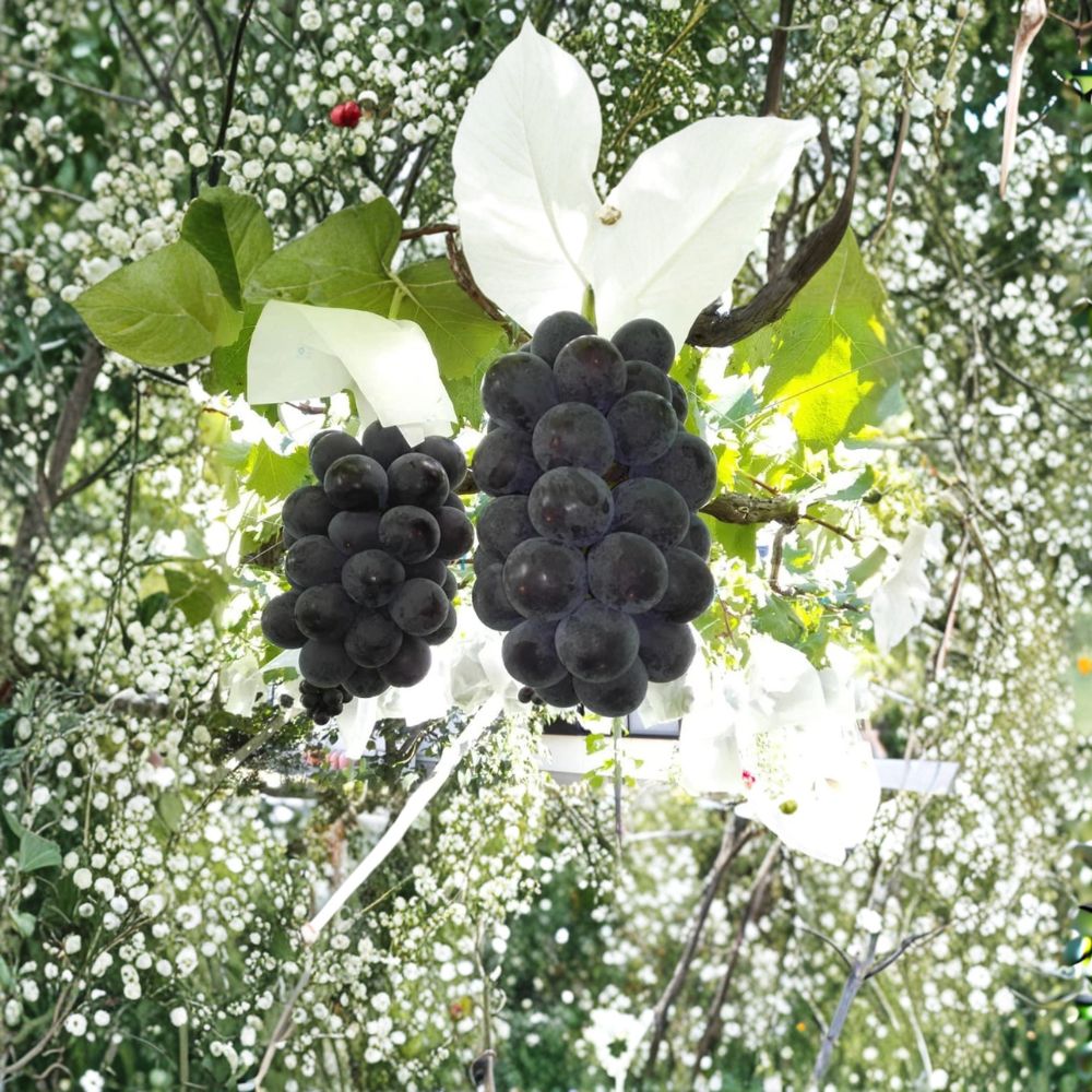 Fujiminori Giant Grape Vine – Live Plant | Japanese Table Grape | Extra Large “Ping Pong” Grapes | Sweet Premium Variety | Backyard Vineyard
