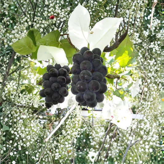 Fujiminori Giant Grape Vine – Live Plant | Japanese Table Grape | Extra Large “Ping Pong” Grapes | Sweet Premium Variety | Backyard Vineyard