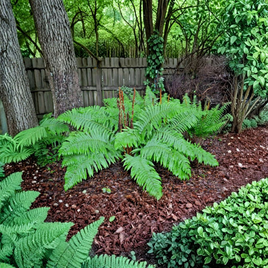 10 Cinnamon Fern Rhizomes – Osmundastrum cinnamomeum Bare Root | Well-Rooted with No Top Growth | Hardy Shade Fern | USDA Zones 3–9