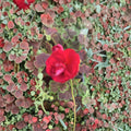 Geranium Brocade Cherry Night – Live Geranium Plug Plant | 2 Inch Pot | Cherry Red Blooms & Dark Foliage | Patio & Planter Friendly | Easy to Grow