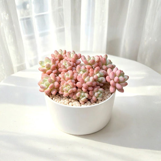 Sedum Caviar Succulent Live Plant | 3 Inch Cluster | Multi-Head Rare Collector Plant | Bare Root Succulent | Rock Garden & Planter