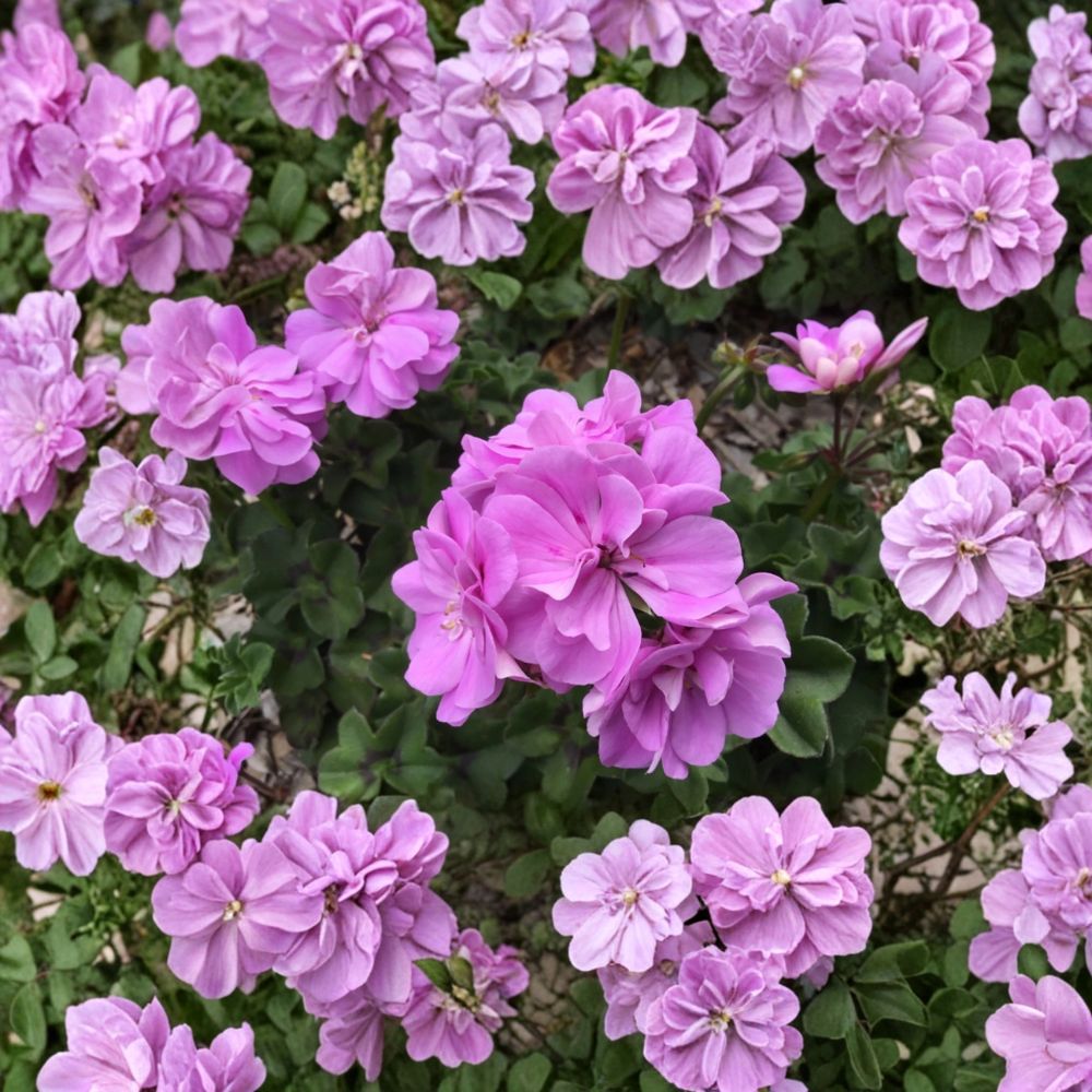 Ivy Geranium Double Bright Pink Cuttings – Pelargonium Peltatum Live Plant Cuttings | 8 Unrooted Cuttings Included | Double Pink Blooms | Hanging Basket Friendly | Easy to Grow