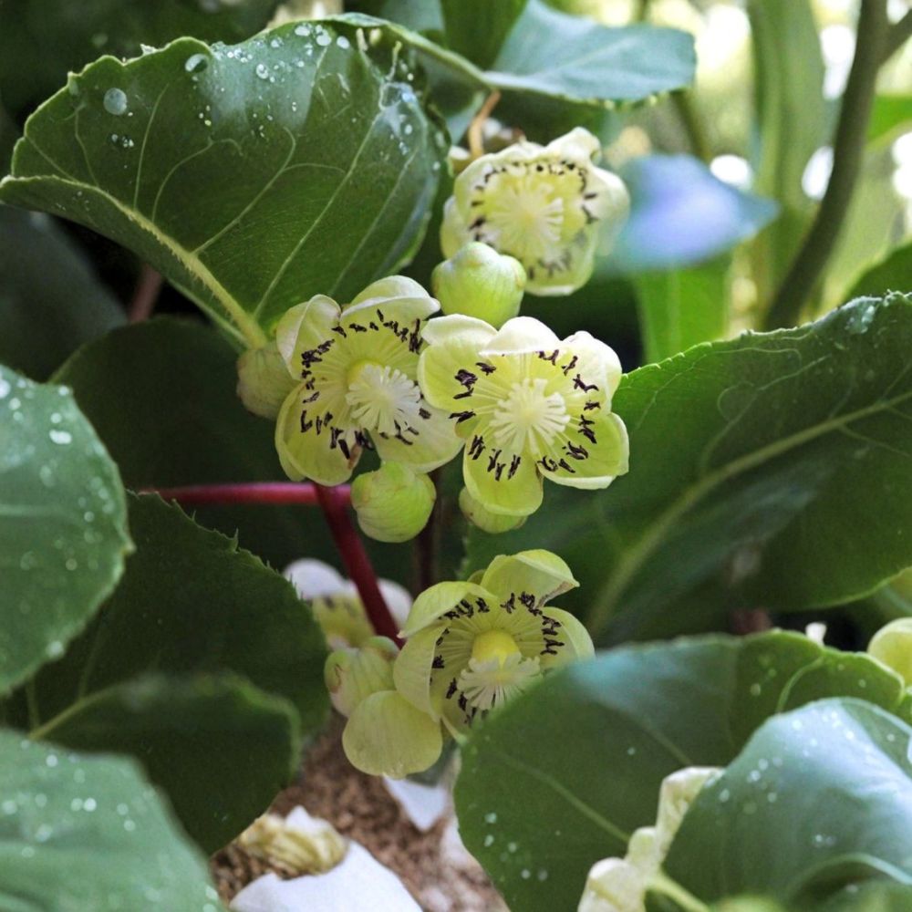 Kiwi Fairchild Male Pollinator – Live Rooted Starter Plant | Hardy Kiwi Vine | Fragrant Climbing Vine | Zones 4–8