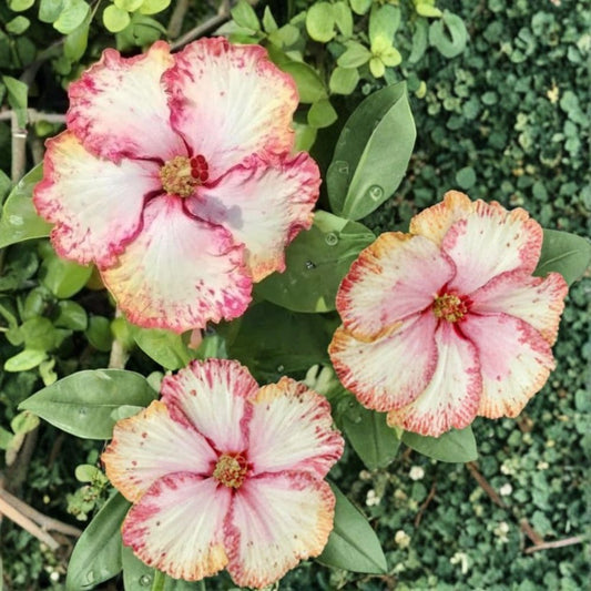 Hibiscus Cajun Color ‘Strawberry’ Live Plant | Tropical Hibiscus Starter | 1.5–2 Inch Cell | Vibrant Flowering Shrub