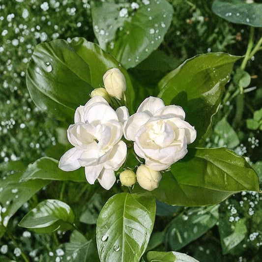 Jasmine Seeds – Jasminum spp. Flowering Plant | 25 Seeds | Fragrant White Flowers | Indoor & Outdoor Garden Plant