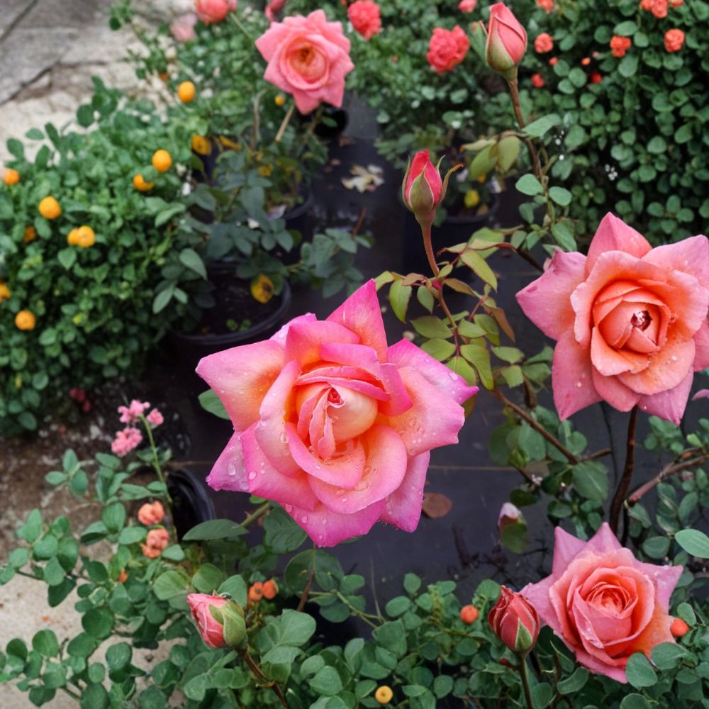 Broadway Hybrid Tea Rose – Rosa Live Bush Plant | 3 Gallon Size | Golden Yellow Pink Blooms | Elegant Hybrid Tea Rose | Garden & Landscape Favorite