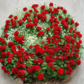 Mountie Red Ivy Geranium Cuttings – 8 Fresh Pelargonium Cuttings for Rooting | Scarlet Red Trailing Geranium