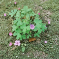 Geranium bohemicum Seeds – Rare Violet Blue Cranesbill Flower Seeds | Hardy Pollinator Garden Annual