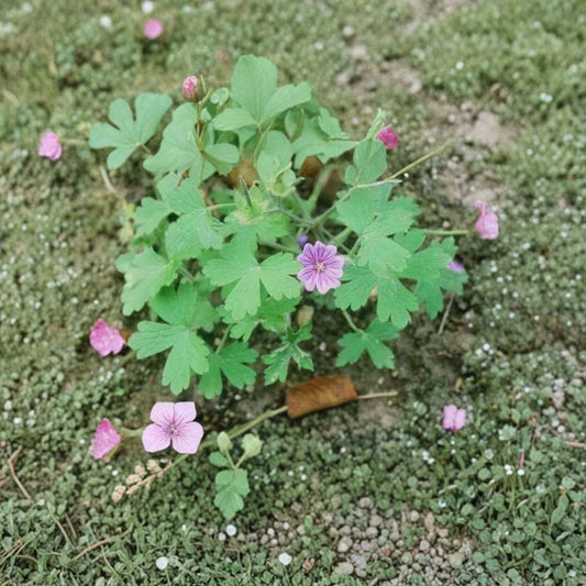 Geranium bohemicum Seeds – Rare Violet Blue Cranesbill Flower Seeds | Hardy Pollinator Garden Annual