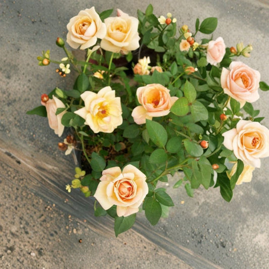 Southern Peach Apricot Rose – Yellow Live Bush Plant | 3 Gallon Size | Miniature Rose Shrub | Peach Apricot Blooms | Easy to Grow Garden Rose