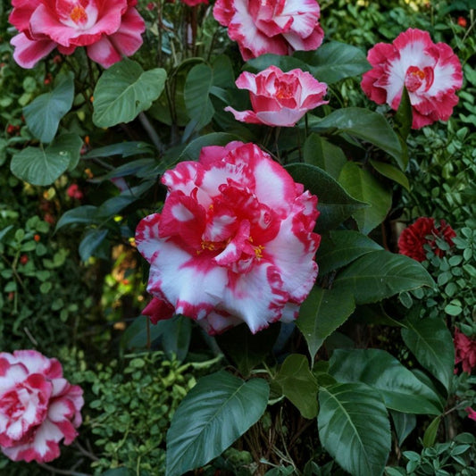 Daikagura Camellia Japonica – Live Starter Plant | 4L Starter Size | Ships Without Pot | Variegated Peony-Form Blooms | Evergreen Shrub