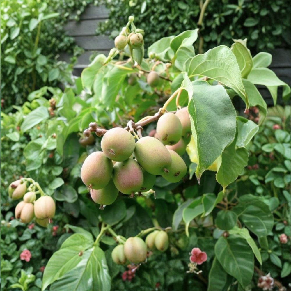 Anna Hardy Kiwi Vine – Actinidia arguta 'Ananasnaja' | Female Live Rooted Starter Plant | Fuzzless Fruit | Zones 4–9 | Easy to Grow
