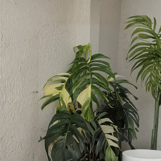 Variegated Albo Pothos Live Plant – Rooted in 4 Inch Nursery Pot | Epipremnum pinnatum | Rare Houseplant | Air Purifying | Easy to Grow