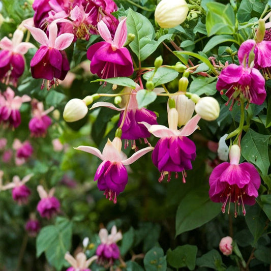Lena Fuchsia – Set of 2 Live Plants | 5 Inch Pots | Flowering Ornamental Plant | Pink & Purple Blooms | Hanging Basket & Patio Plant | Shade Loving
