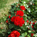 Red Geranium Cuttings – 20 Fresh Pelargonium Cuttings | Ready to Root Flower Plant | Patio & Garden Friendly | Easy to Grow