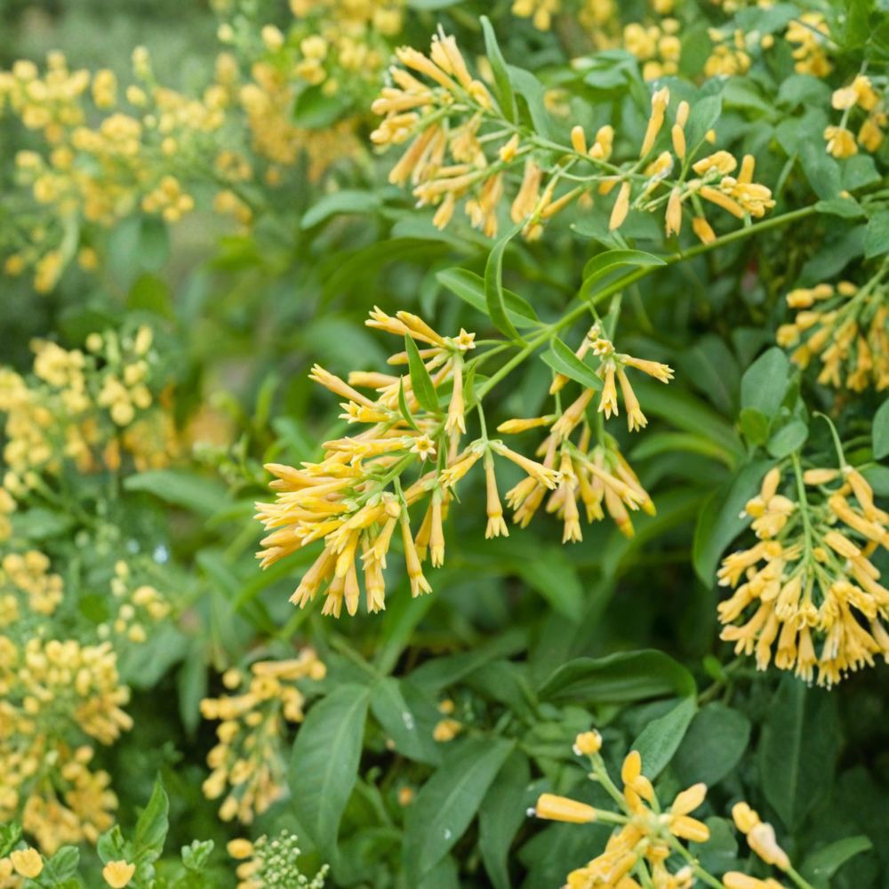 Night Blooming Jasmine – Cestrum nocturnum Live Plant | 25–30 Inches Tall | Fragrant Flowering Shrub | Outdoor Garden & Patio Plant | Fast Growing