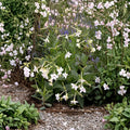 Nicotiana Alata Seeds 1000 – Jasmine Flowering Tobacco | Fragrant Night Blooming Flowers | Bulk Flower Seeds | Ornamental Garden Plant