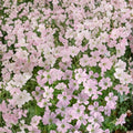 Dreamland Geranium Seeds – 25+ Premium Flower Seeds | Vibrant Garden Blooms | Patio & Container Friendly | Easy to Grow