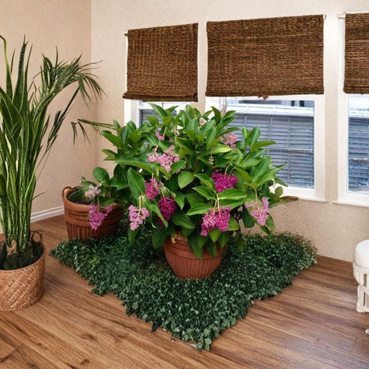Medinilla Myriantha Live Plant – Malaysian Orchid | Malaysian Grapes | Rare Tropical Flowering Plant | Well-Rooted Starter in Pot