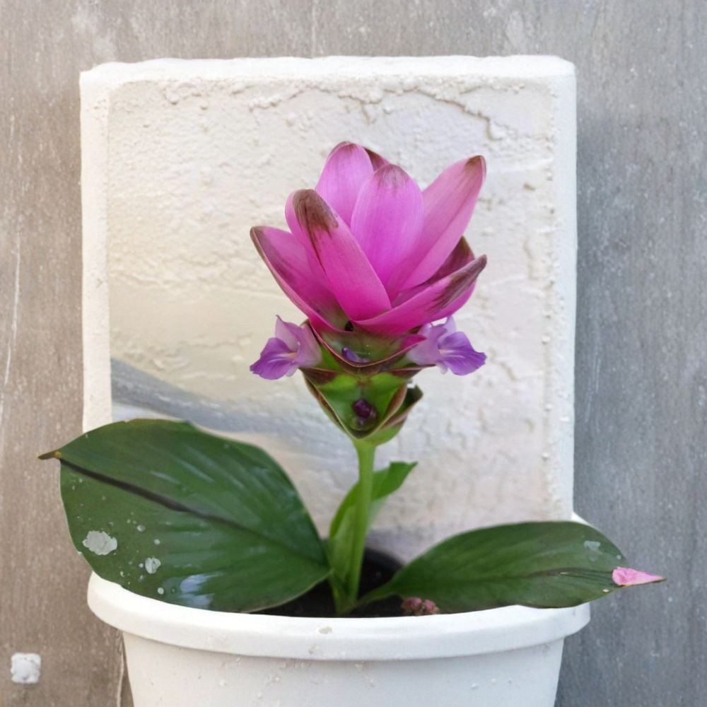 Pink Siam Tulip – Curcuma alismatifolia Live Bare Root Plant | Tropical Ginger | Large Flowering Perennial | Ready to Plant