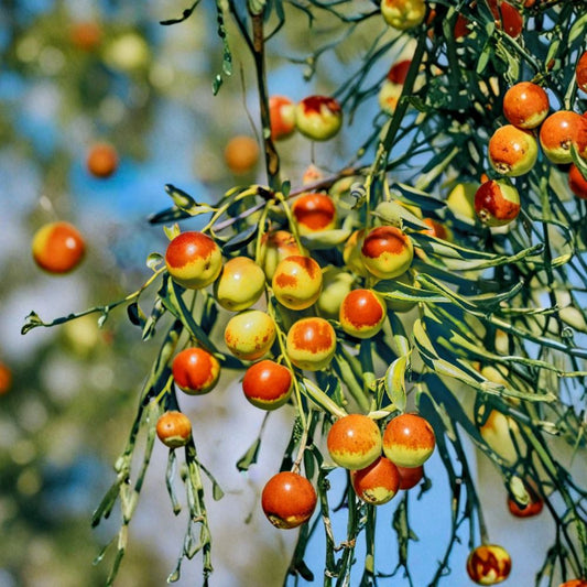 Dong Jujube Tree – Ziziphus jujuba Bare Root | 24–32 Inches Tall | Zhanhua Winter Jujube | Sweet Crisp Chinese Date | Fast Fruiting Garden Tree