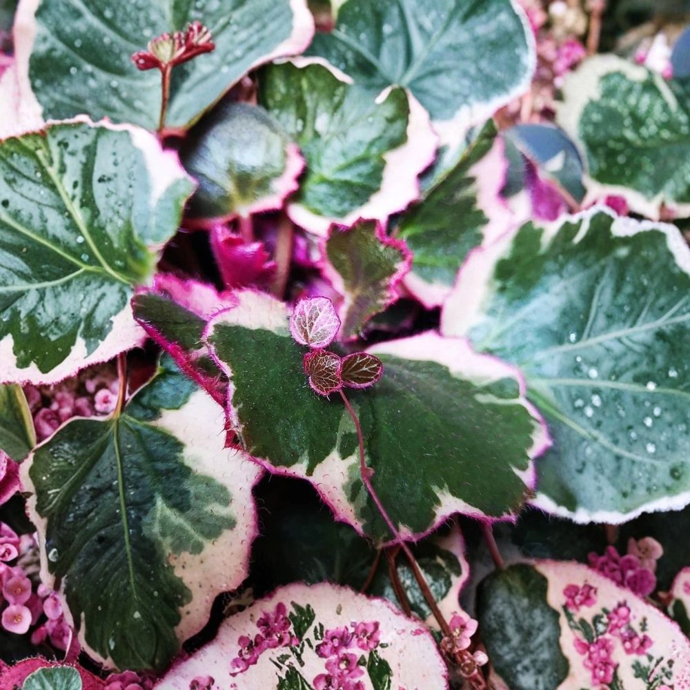 Strawberry Begonia – Saxifraga stolonifera Live Plants | 4 Starter Plants in 2 Inch Pots | Rare Trailing Houseplant | Indoor & Garden Friendly | Easy to Grow