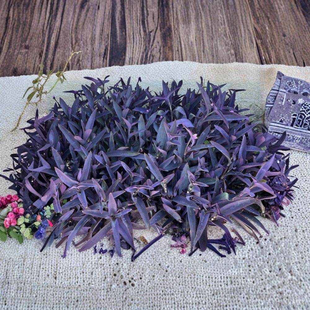 Purple Heart Cuttings – Tradescantia pallida 'Purpurea' Live Plant | 10 Unrooted Cuttings | Purple Queen Trailing Plant | Easy to Root
