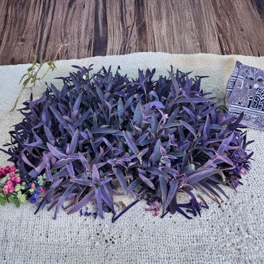 Purple Heart Cuttings – Tradescantia pallida 'Purpurea' Live Plant | 10 Unrooted Cuttings | Purple Queen Trailing Plant | Easy to Root