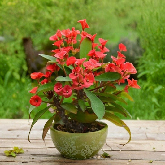 Red Crown of Thorns Live Plant – Euphorbia milii | 4–6 Inch Succulent in Pot | Red Flowering Christ Plant | No California Shipping