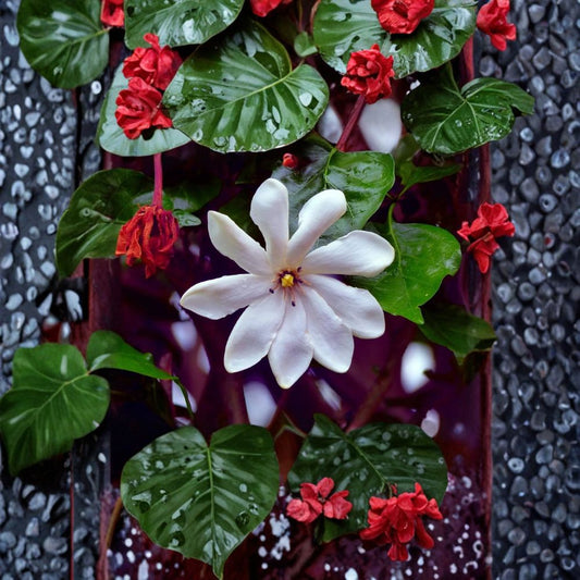 Gardenia Seeds – Gardenia jasminoides Cape Jasmine | 25 Seeds | Fragrant White Flowering Shrub | Evergreen Garden Plant