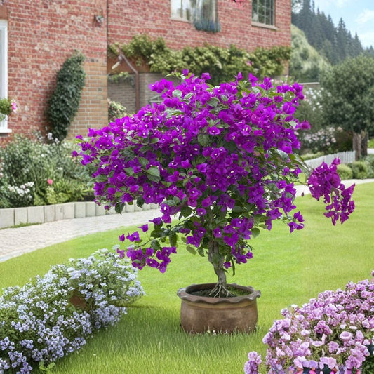 Violet Bougainvillea – Live Well-Rooted Starter Plant | Ships in Nursery Pot | Tropical Flowering Vine | Easy to Grow