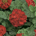 Ringo Deep Scarlet Geranium Seeds – 15 Premium Flower Seeds | Early Blooming Zonal Geranium | Patio & Window Box Friendly