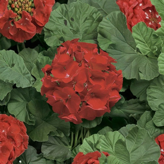 Ringo Deep Scarlet Geranium Seeds – 15 Premium Flower Seeds | Early Blooming Zonal Geranium | Patio & Window Box Friendly
