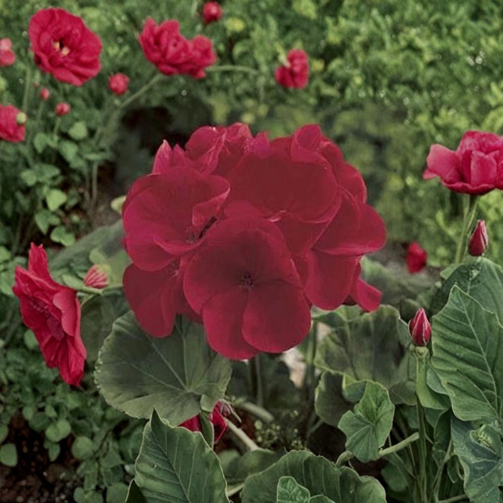 Maverick Series Red Geranium Seeds – 10 Premium Flower Seeds | Deep Red Zonal Geranium | Patio & Container Friendly | Easy to Grow