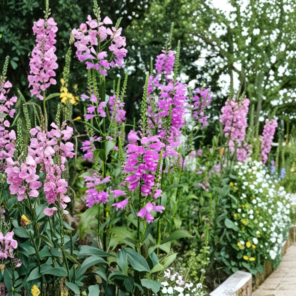 10 Obedient Plant Bare Root Perennials – Physostegia virginiana | False Dragonhead | Hardy Flowering Plants | USDA Zones 3–9