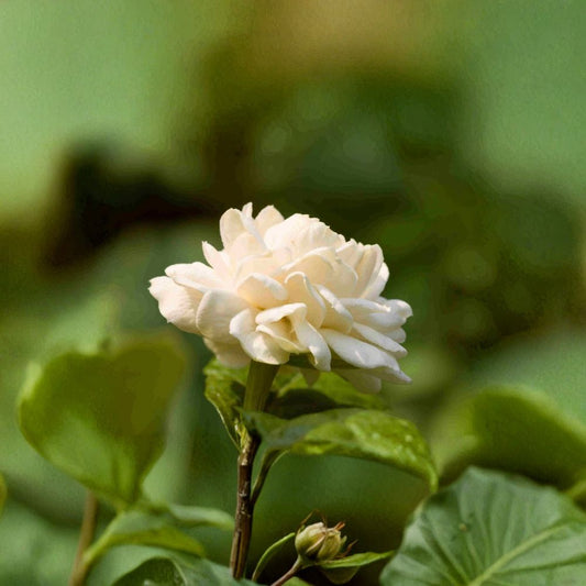 Little Duke Jasmine Plant – Jasminum sambac Live 8–12 Inch in Pot | Cold Tolerant Arabian Jasmine | Fragrant Double Bloom Houseplant