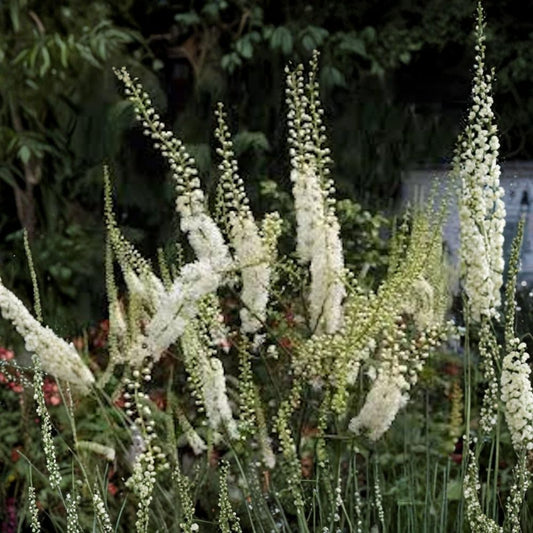 Black Cohosh Bare Root – 3 Live Roots | Actaea racemosa Native Perennial | Shade Garden Medicinal Herb